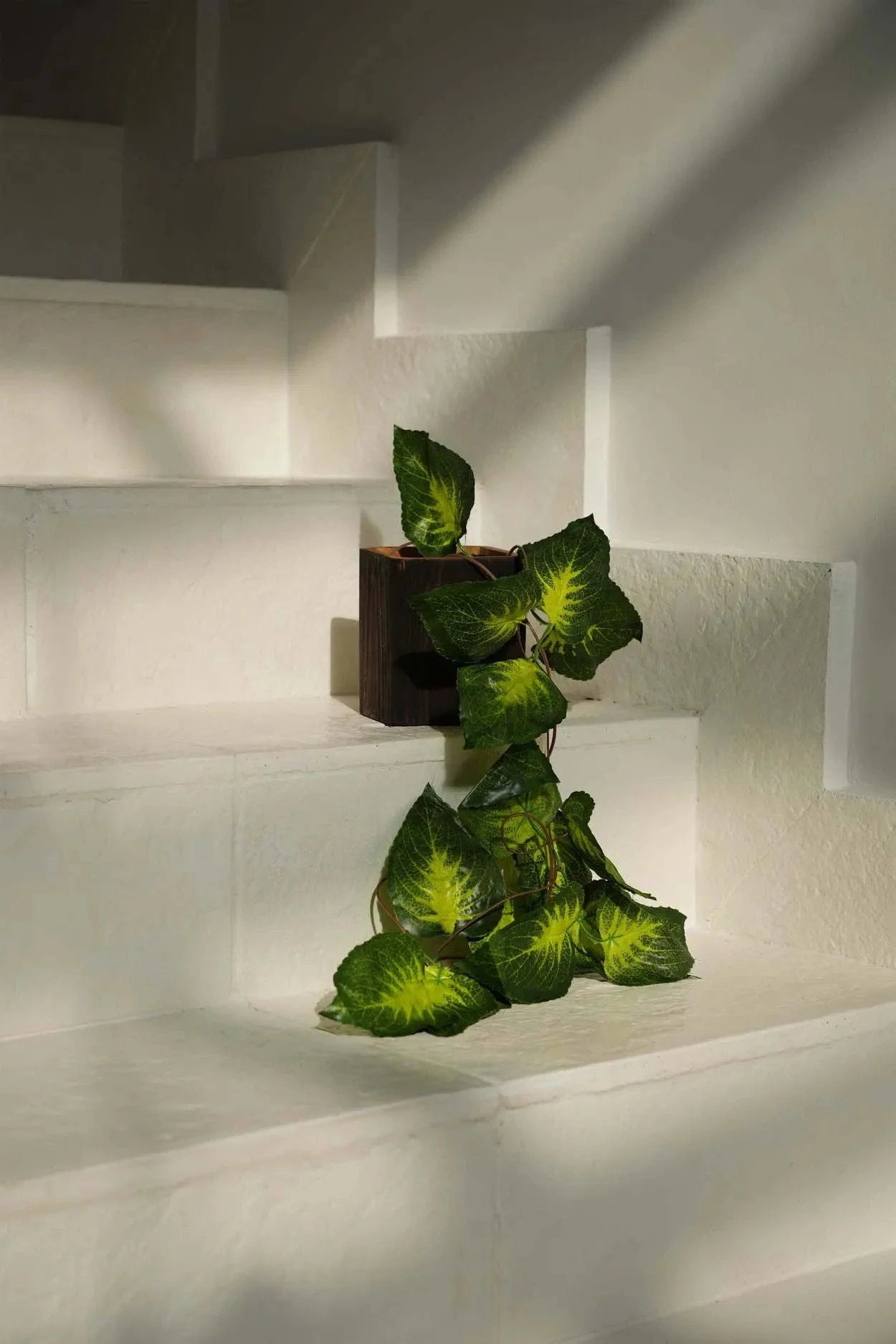 Plante verte feuillue dans un cache-pot en bois de teck noir carré intérieur naturel