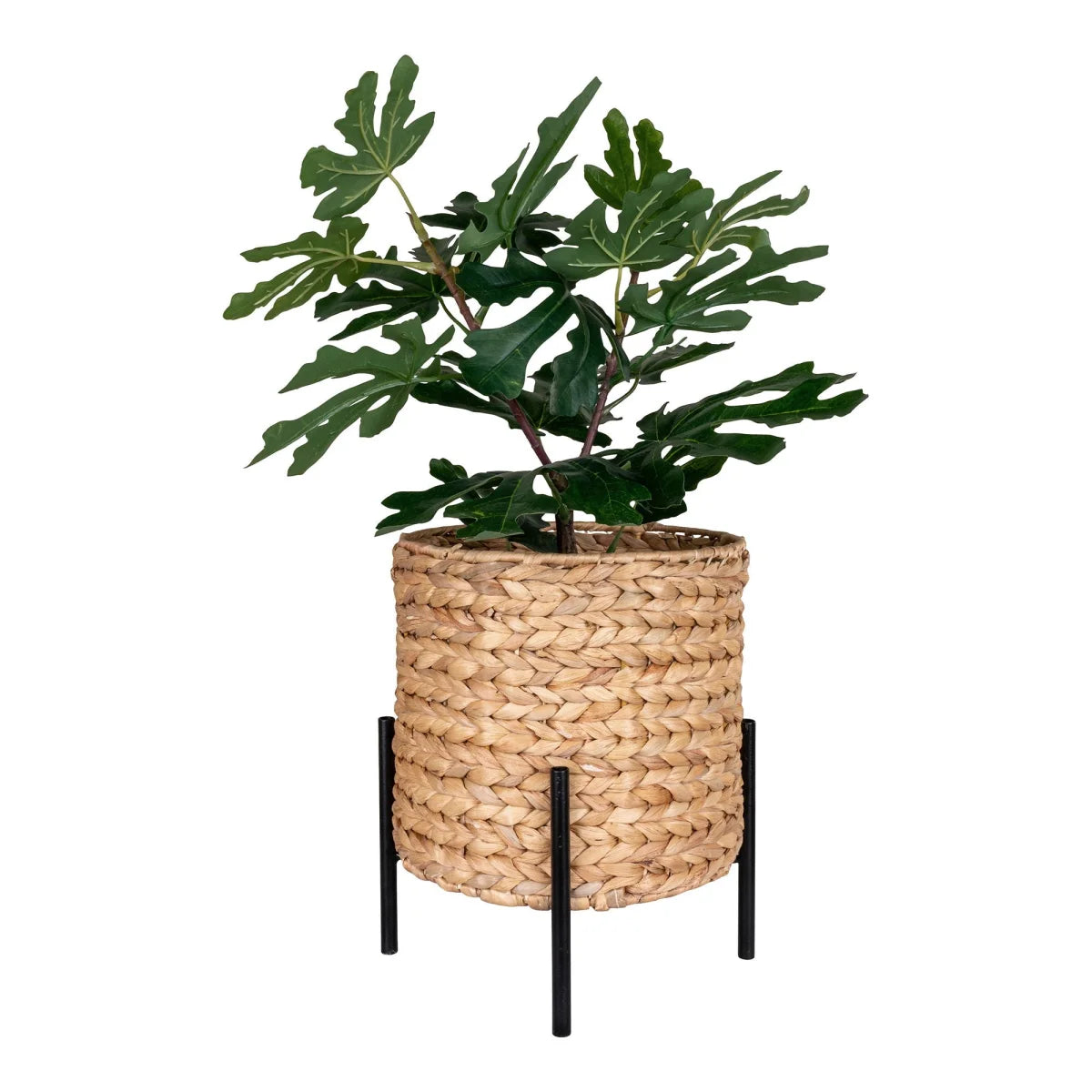 Plante de figuier en pot tressé sur pieds noirs, avec feuilles vert foncé