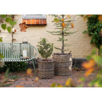 Lot de 2 cache-pots ronds en rotin kubu avec anses et doublure plastique, contenant des petits arbres persistants