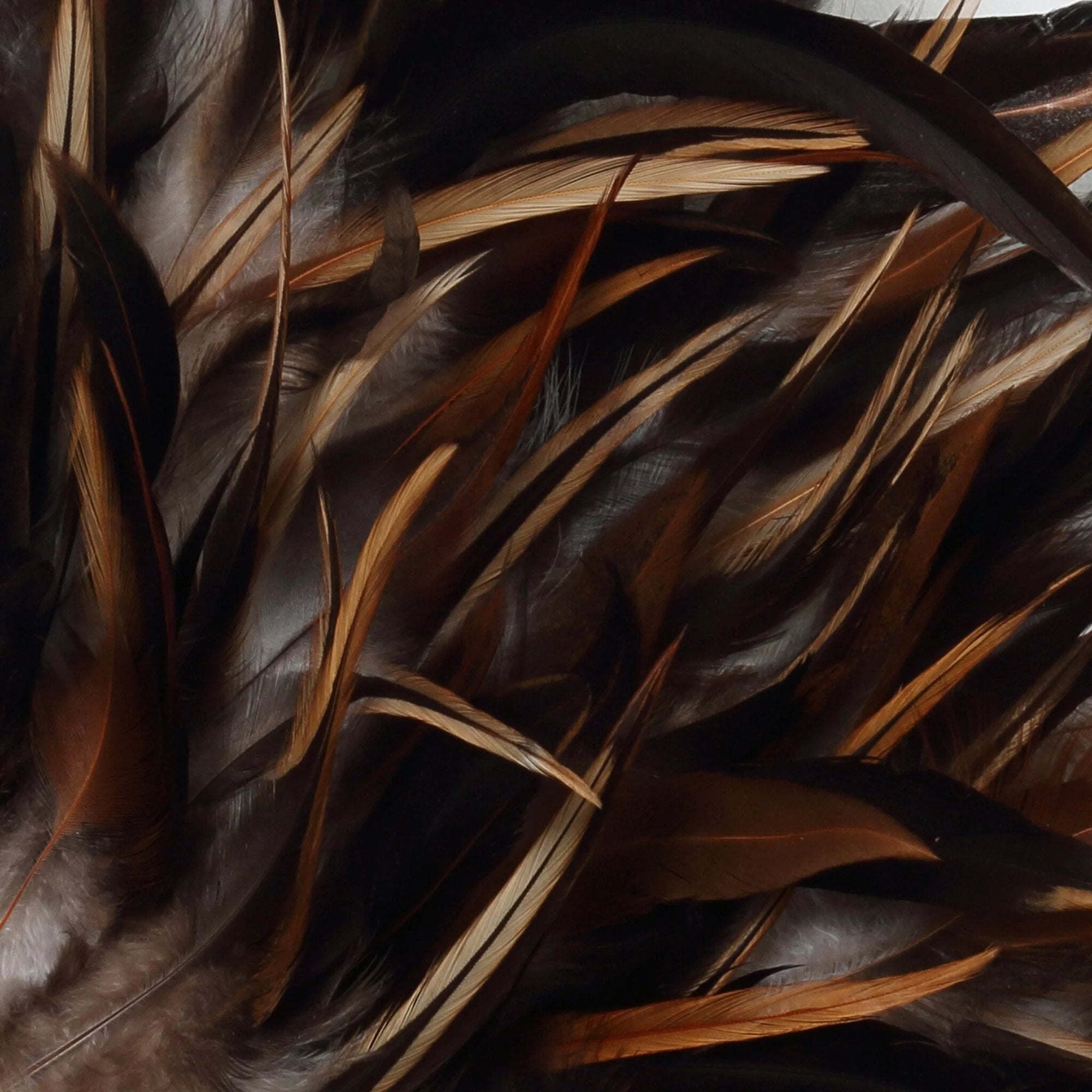 Image de plumes de coq brunes et noires pour décoration murale ronde Ø50 cm