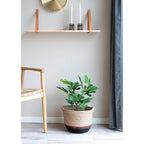 Étagère murale en bois d’hévéa et cuir marron 80x20 cm avec plante verte