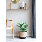 Plante de figuier en pot sur étagère murale en bois hévéa et cuir marron