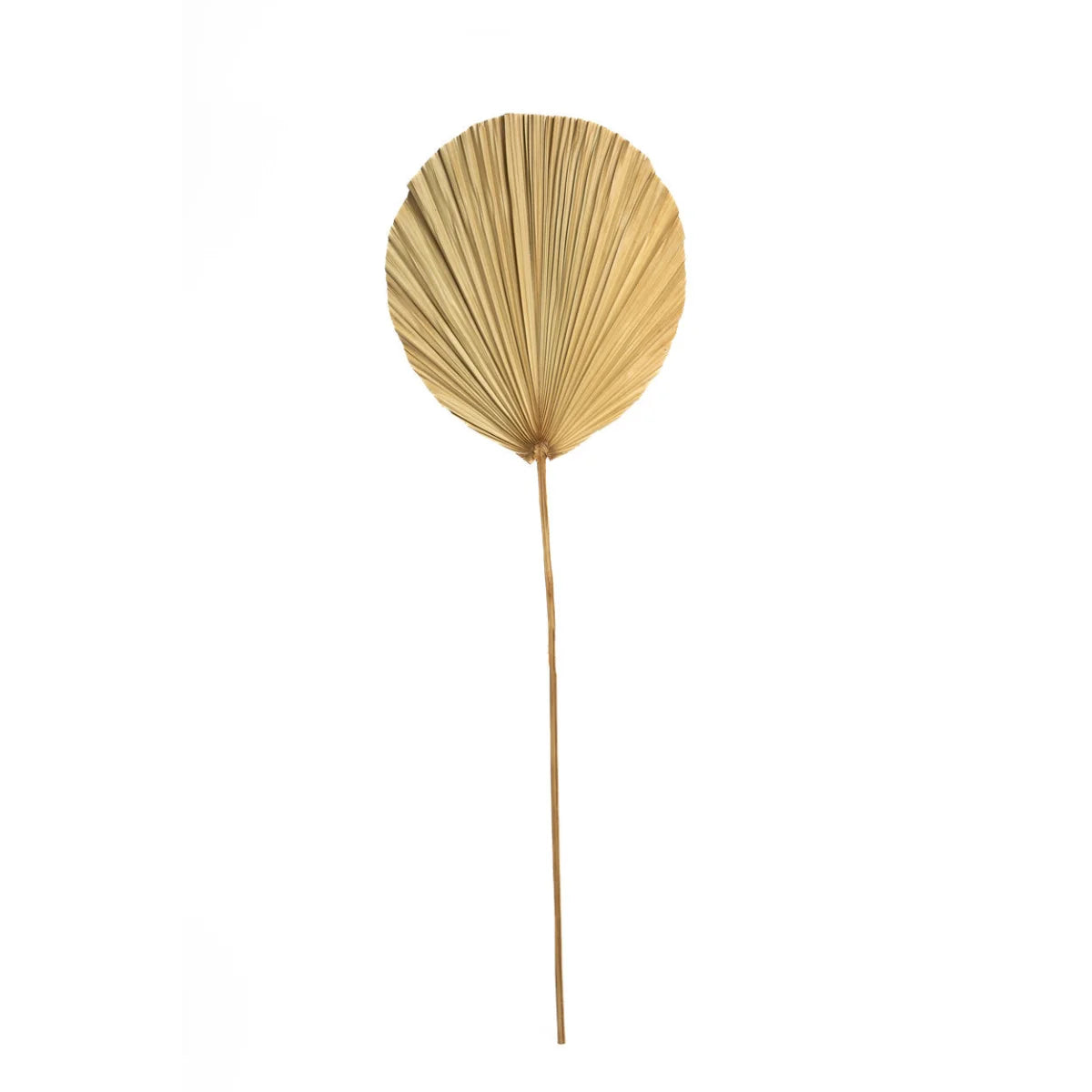 Feuilles décoratives en rotin naturel – H120 cm