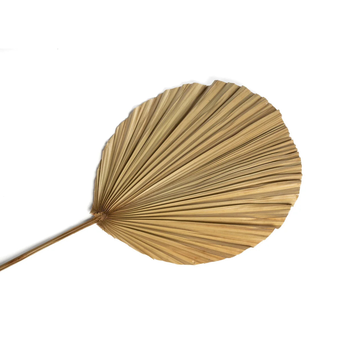 Feuilles décoratives en rotin naturel – H120 cm