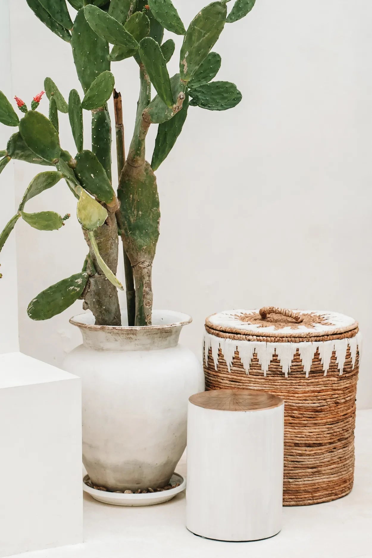 Cactus dans un pot blanc pour le panier à linge en feuille de bananier avec couvercle