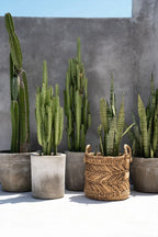 Assortiment de cactus et plantes snake dans un panier en feuilles de bananier motif chevron