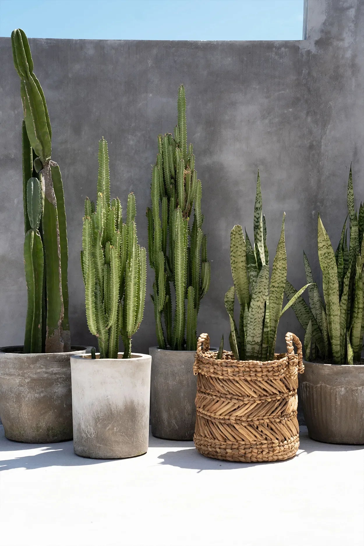 Assortiment de cactus et plantes snake dans un panier en feuilles de bananier motif chevron