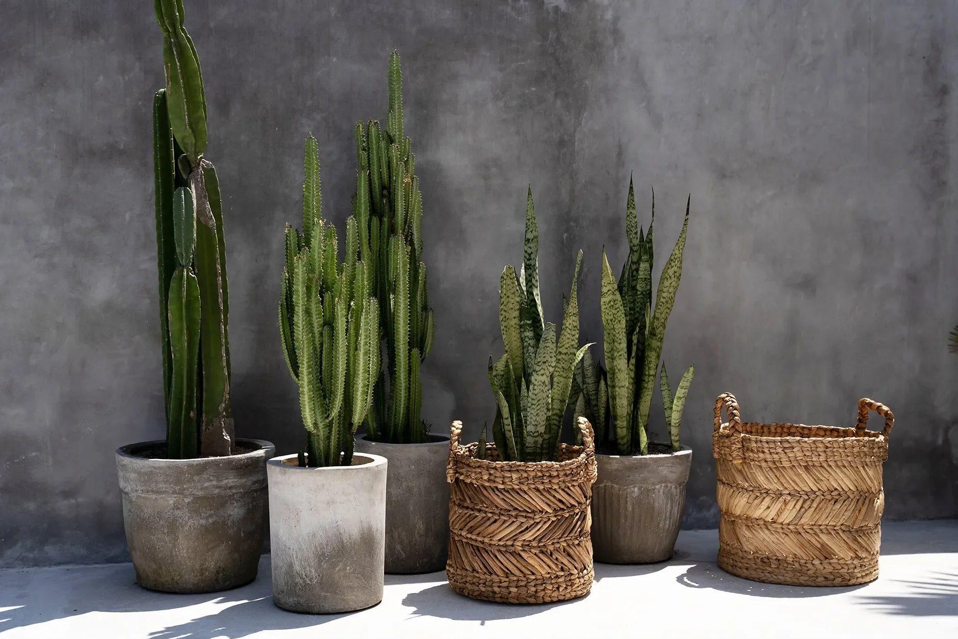 Assorted potted plants and woven baskets with chevron banana leaf handles