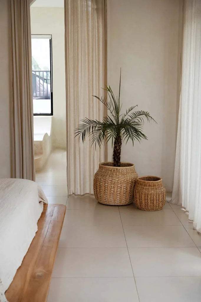 Plante palmier en pot dans le produit Le Panier Luziru Naturel