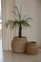 Plante palmée en pot dans un panier tissé, Le Panier Luziru Naturel