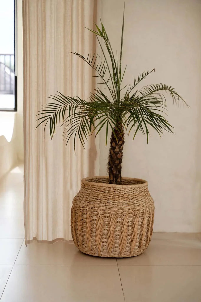 Plante de palmier en pot dans un panier tissé, version Naturel du Le Panier Luziru