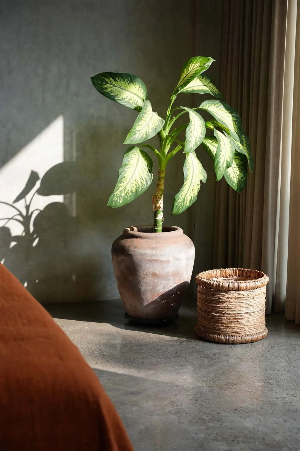 Plante Dieffenbachia en pot terracotta dans le panier de rangement rond beige