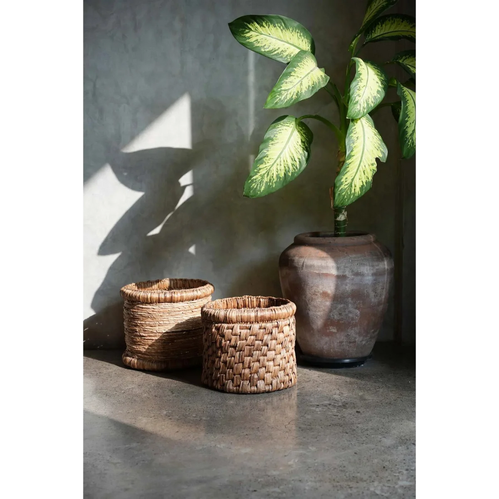 Plante verte et jaune variegée dans un pot rustique pour Panier de rangement en jacinthe d’eau