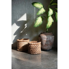 Plante verte et jaune variegée dans un pot rustique pour Panier de rangement en jacinthe d’eau