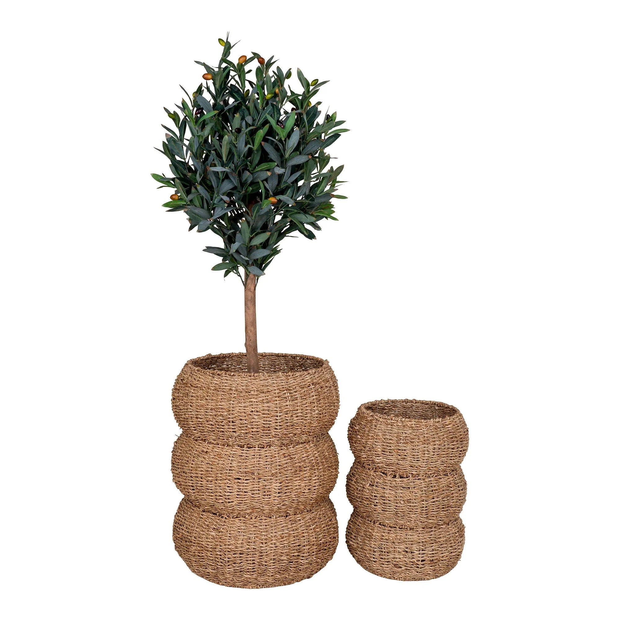 Olive en pot dans des paniers cylindriques en jonc tressé naturel