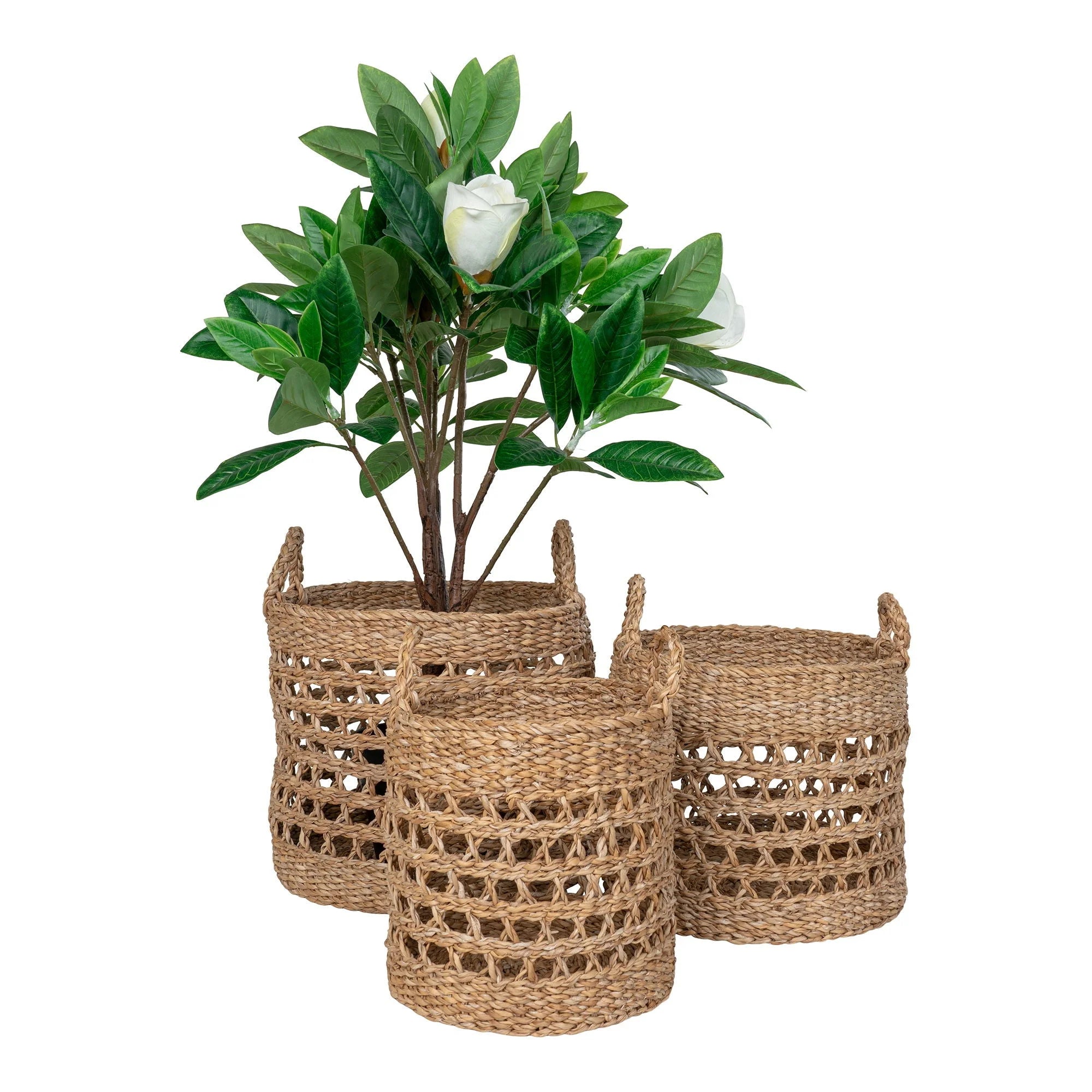 Trois paniers de rangement en jonc de mer naturel avec poignées, un avec plante en fleurs