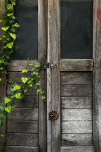 Porte en bois vieillie avec vigne grimpante pour décoration murale ou rideau naturel