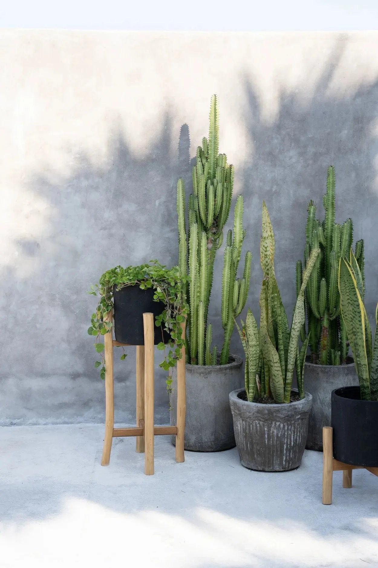 Plantes en pot variés dans un porte-plante en bois naturel avec pot en terre cuite noire
