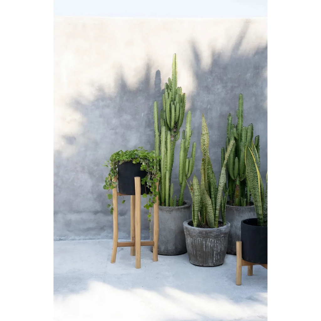 Collection de cactus et succulentes en pots, porte-plante en bois naturel H68 cm