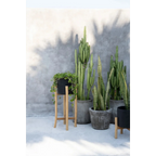 Collection de cactus et succulentes en pots, porte-plante en bois naturel H68 cm