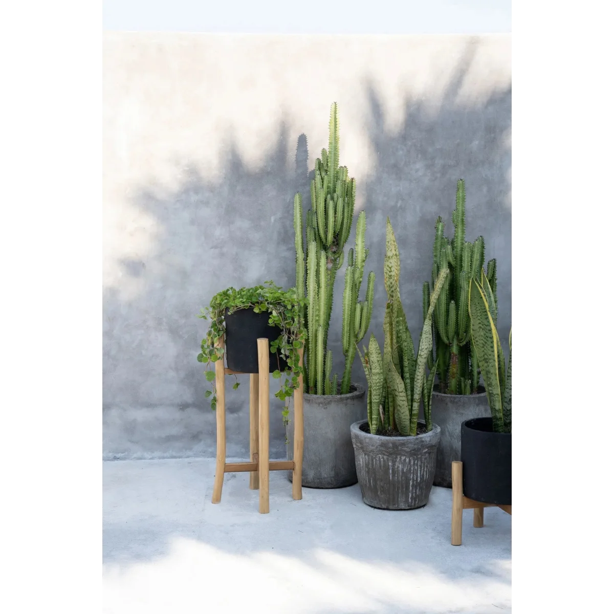 Collection de cactus et succulentes en pots, porte-plante en bois naturel H68 cm