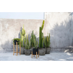 Collection de cactus et plantes serpent en pot en terre cuite et porte-plante en bois naturel