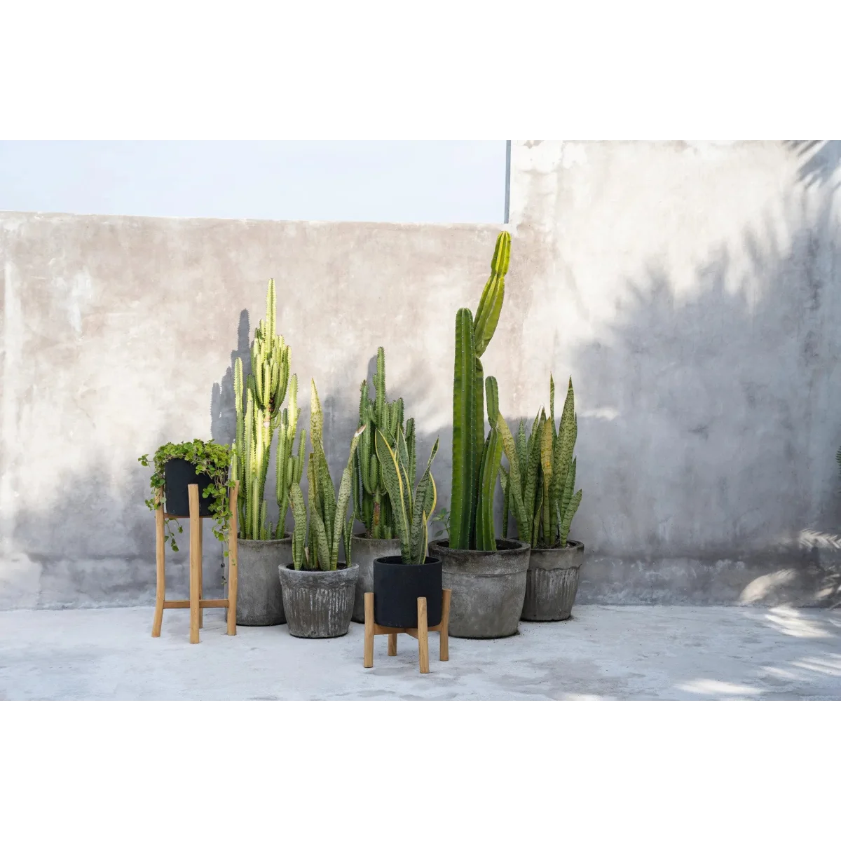 Collection de cactus et plantes serpent en pot en terre cuite et porte-plante en bois naturel