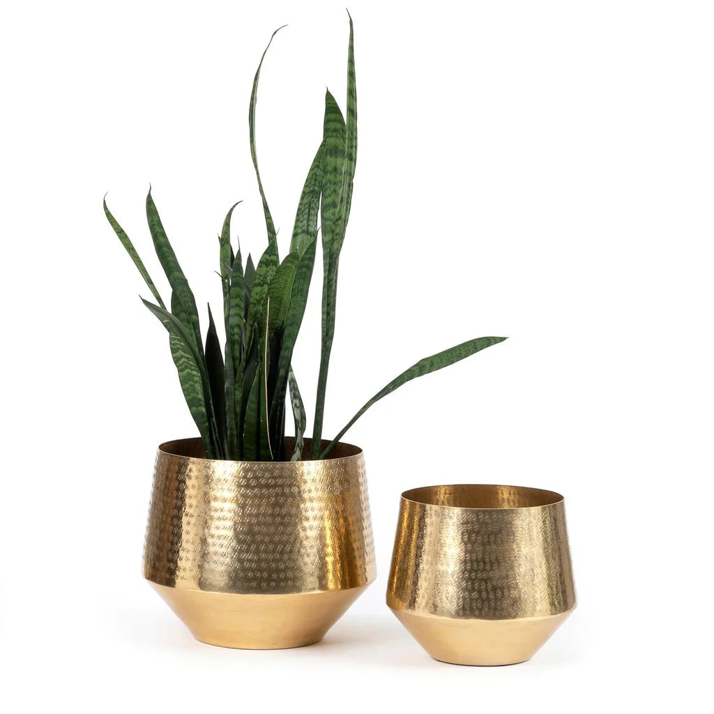 Deux pots en laiton martelé or avec un snake plant dans Le Pot Martelé Laition L