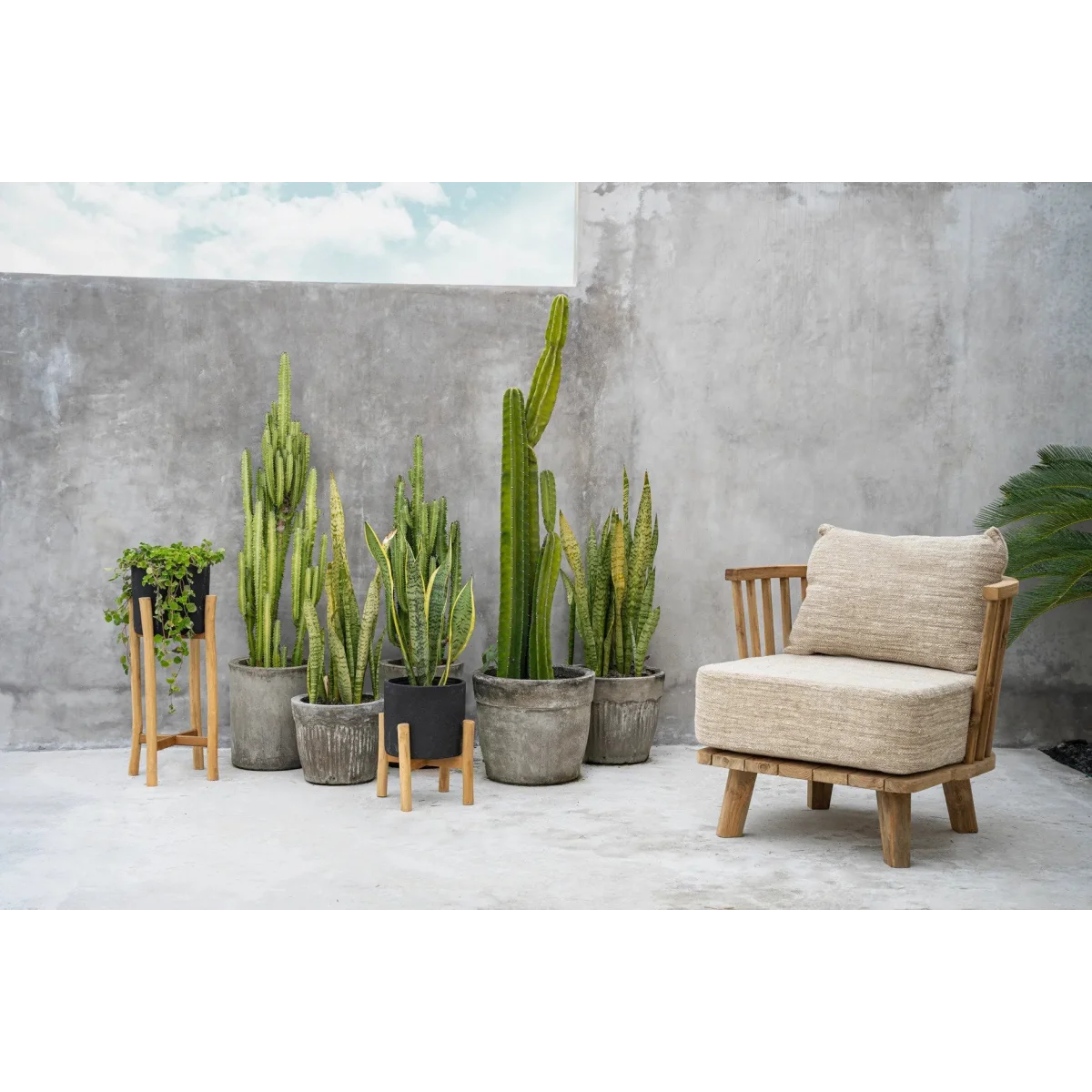 Collection de cactus et plantes serpent en pot en terre cuite noire sur socle en teck
