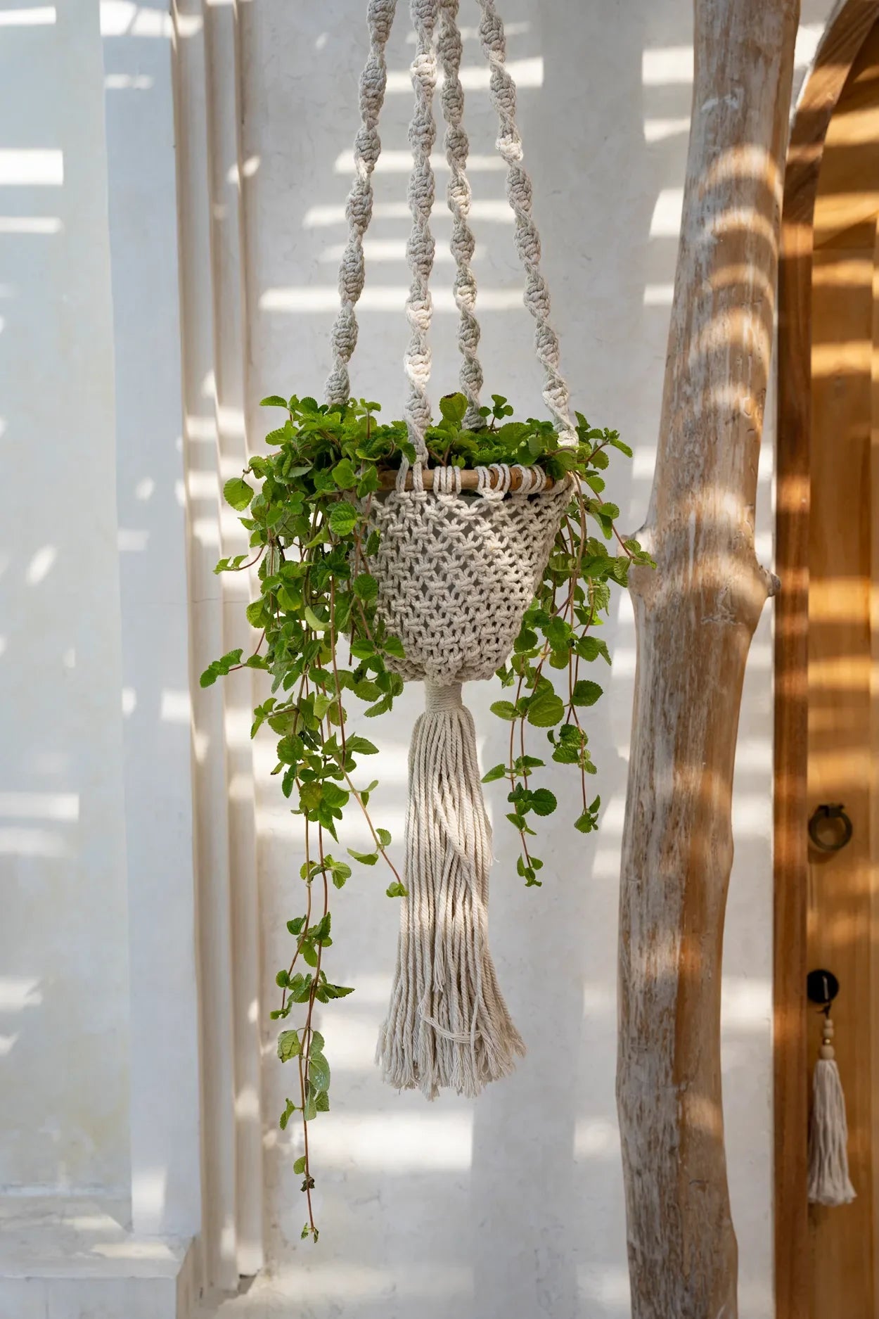 Suspension murale macramé torsadé en coton naturel avec plante verte suspendue