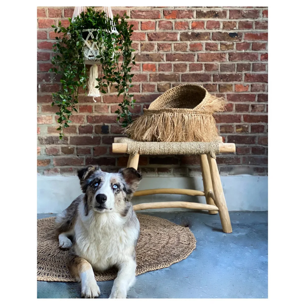 Chien Australian Shepherd merle aux yeux bleus avec suspension en coton blanc cassé
