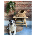Chien Australian Shepherd merle aux yeux bleus avec suspension en coton blanc cassé