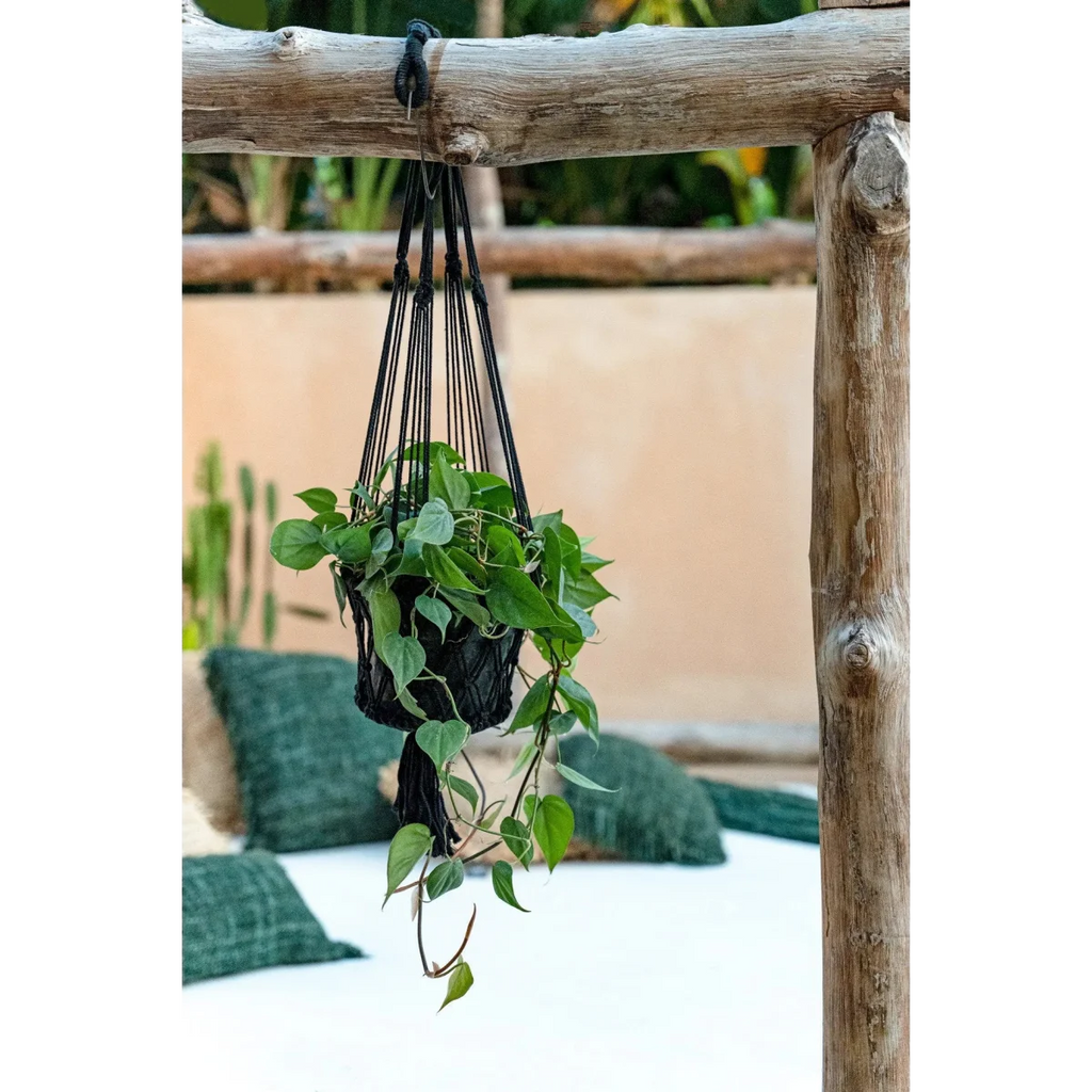 Plante verte luxuriante dans un macramé noir suspendu en coton cylindrique H100 cm