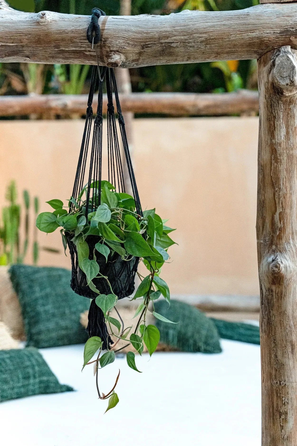 Plante verte luxuriante dans un macramé noir suspendu en coton cylindrique H100 cm
