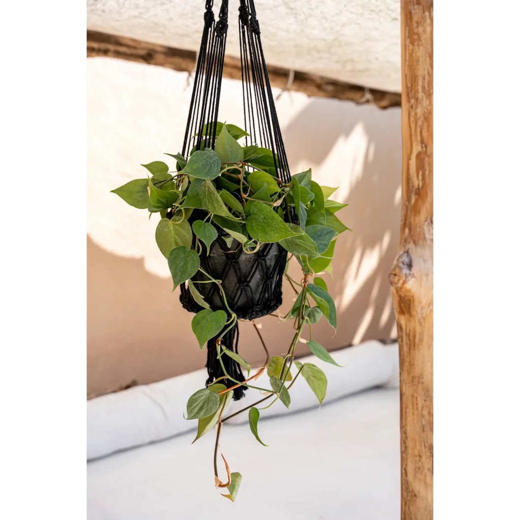 Plante verte luxuriante dans un macramé noir suspendu avec franges, H110 cm
