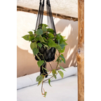 Plante verte luxuriante dans un macramé noir suspendu avec franges, H110 cm