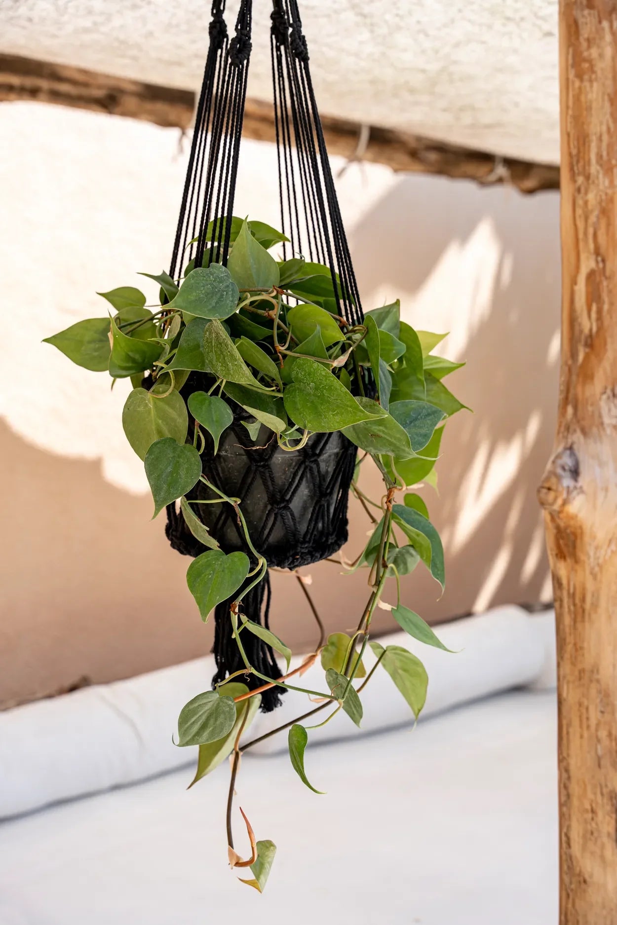 Plante de Philodendron suspendue en macramé coton noir avec franges, H110 cm