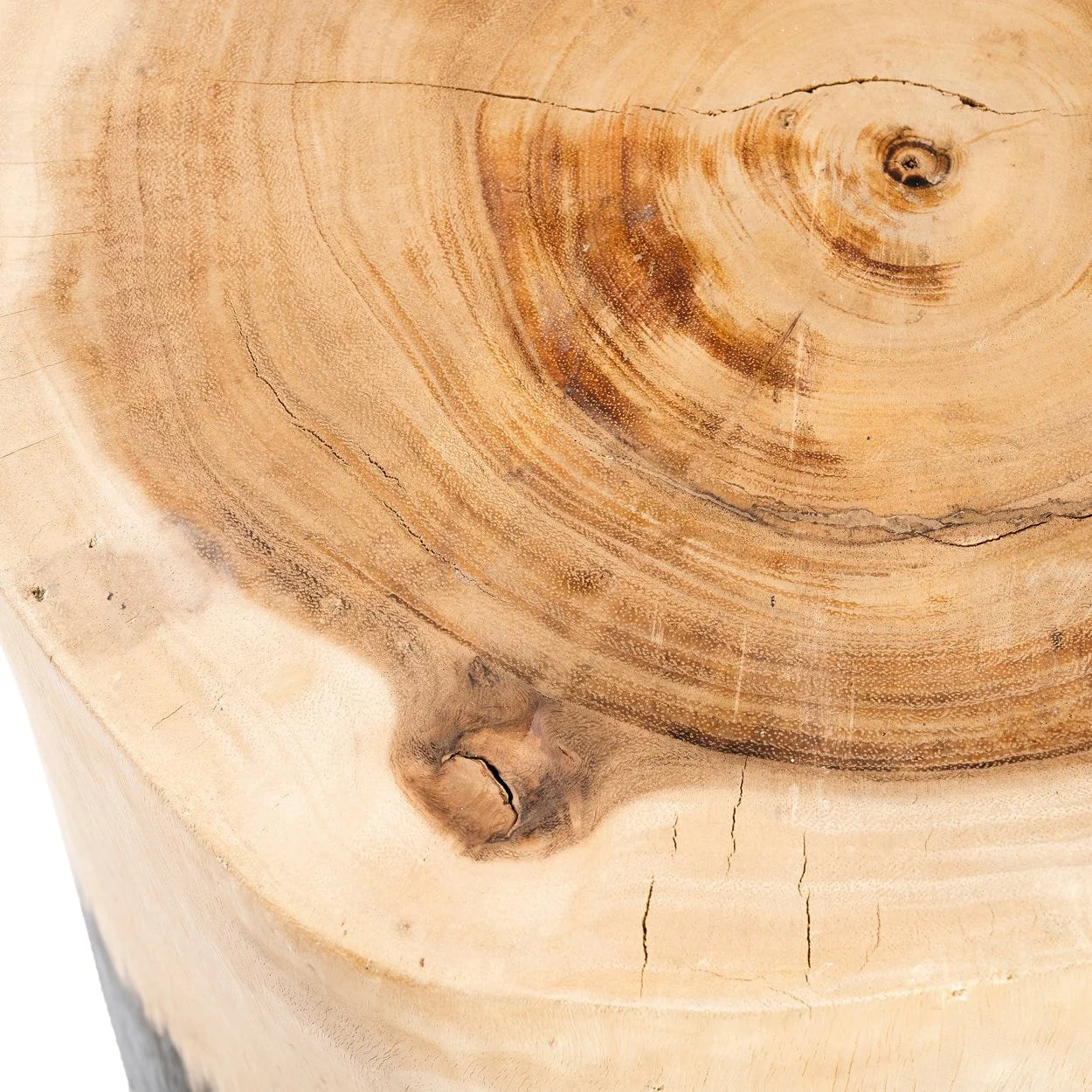 Coupe transversale d’un tronc d’arbre en bois de Suar noir et naturel pour tabouret