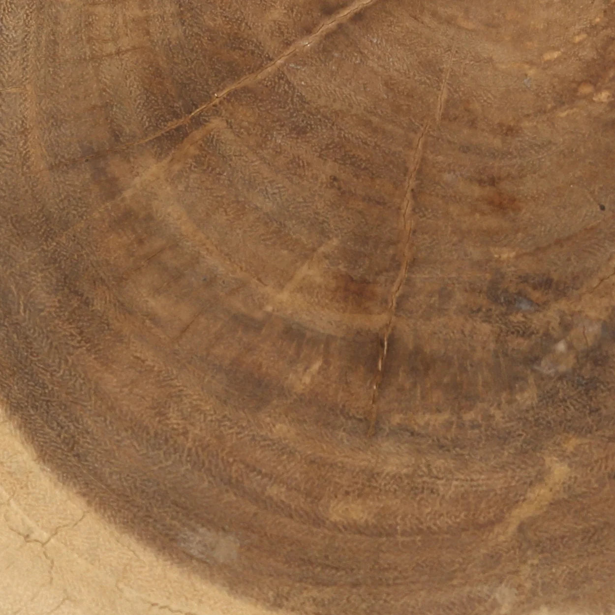 Section transversale d’un tronc d’arbre en bois massif blanc naturel avec anneaux de croissance