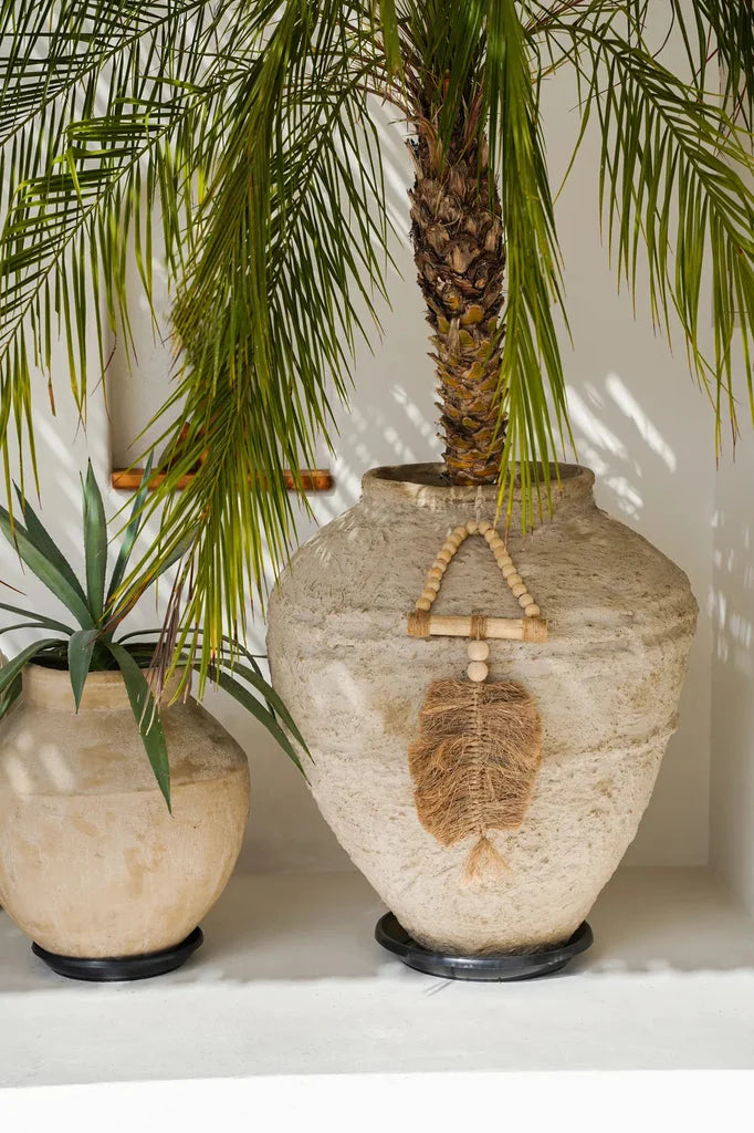 Deux plantes en pot.