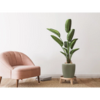 Fauteuil en velours rose avec pieds en bois pour Vase Artisse 100 Mint Gold