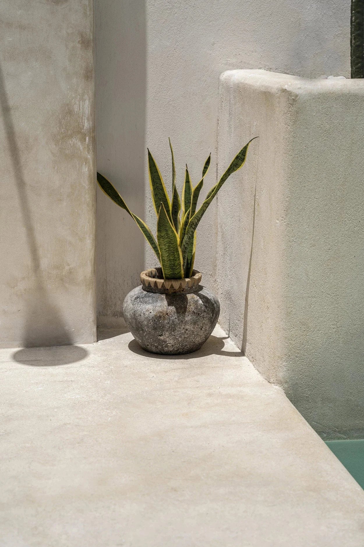 Snake plant dans un pot gris texturé pour décoration intérieure élégante