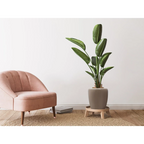 Plante verte haute dans un pot beige Vase Artisse 100 Taupe / Gold sur support en bois clair