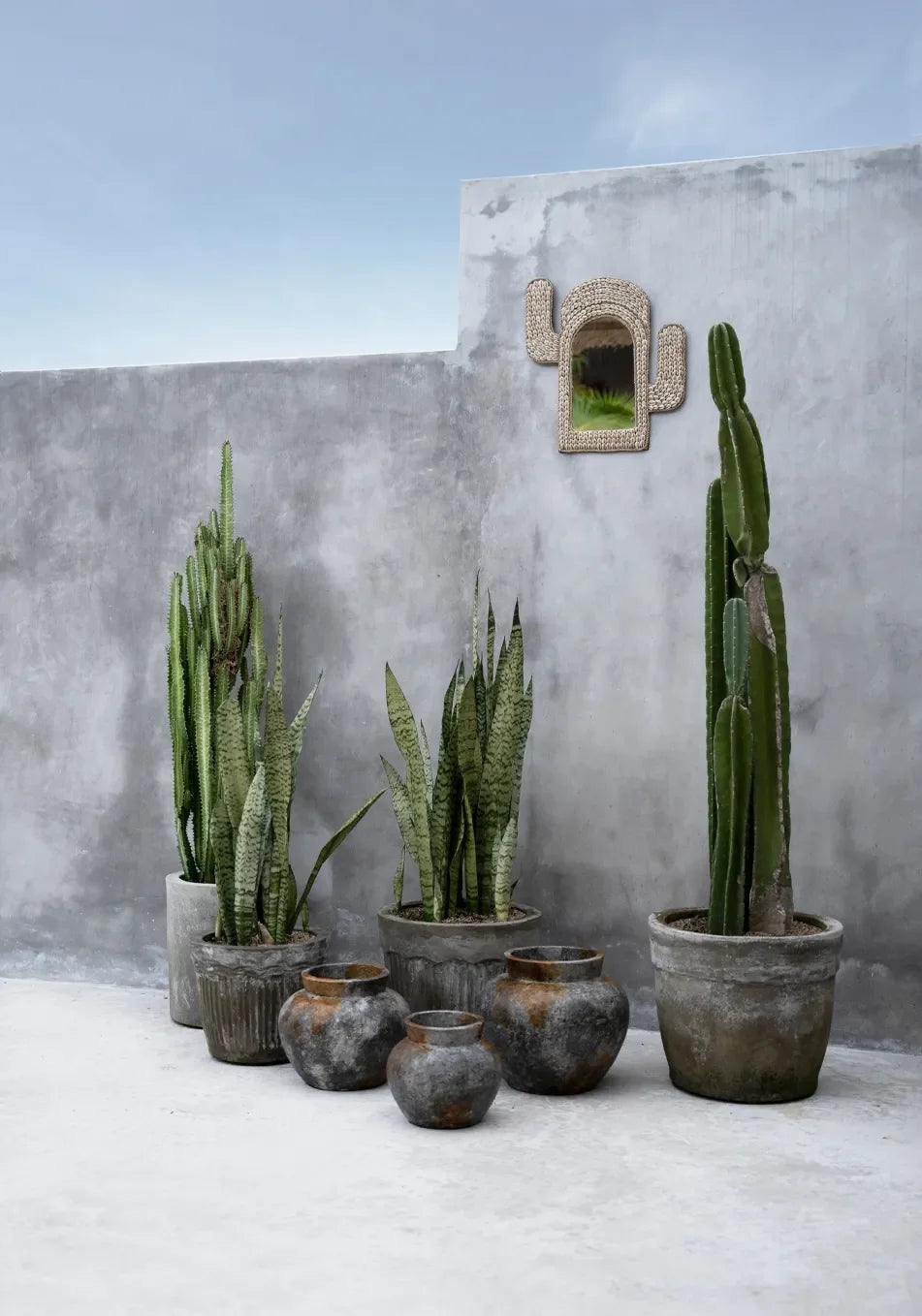 Assortiment de cactées et snake plants dans un vase en terre cuite gris antique 19 cm